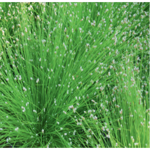 Fibre Optic Plant Scirpus Cernuus Wayside Water Gardens